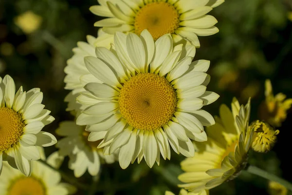 Cota Tinctoria Anthemis Tinctoria Golden Rays — Zdjęcie stockowe