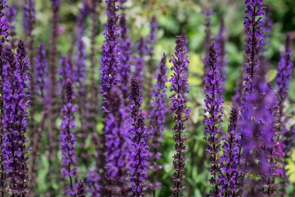 Violet Flower Background Salvia Nemorosa — Stock Photo, Image