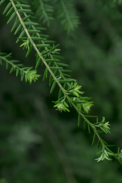 Beautiful Fresh Green Pine Needles Natural Backgrond —  Fotos de Stock