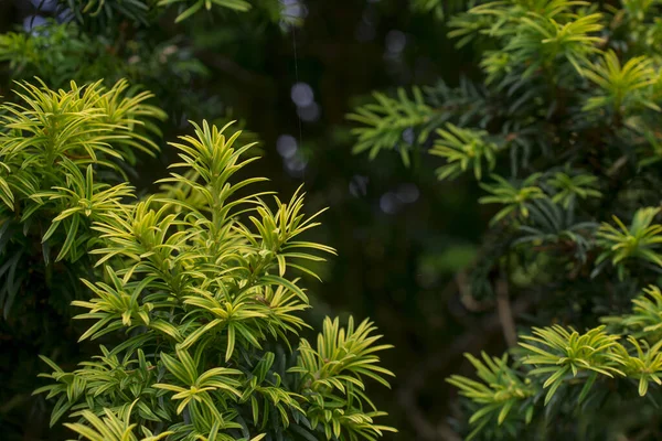 Красиві Свіжі Зелені Соснові Голки Натуральний Задній План — стокове фото