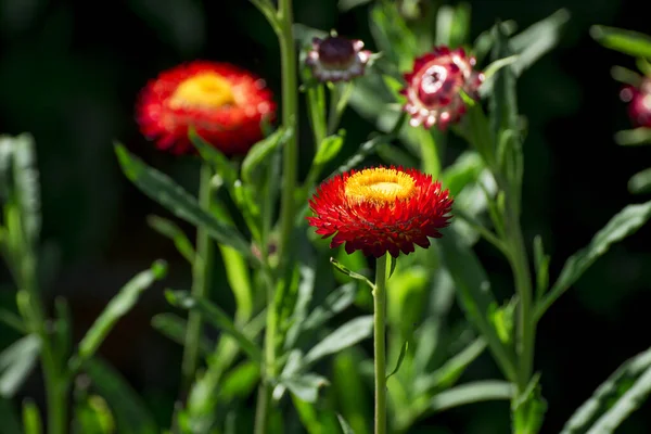 Xerochrysum Bracteatum Золотой Вечный Клубнецветковый — стоковое фото