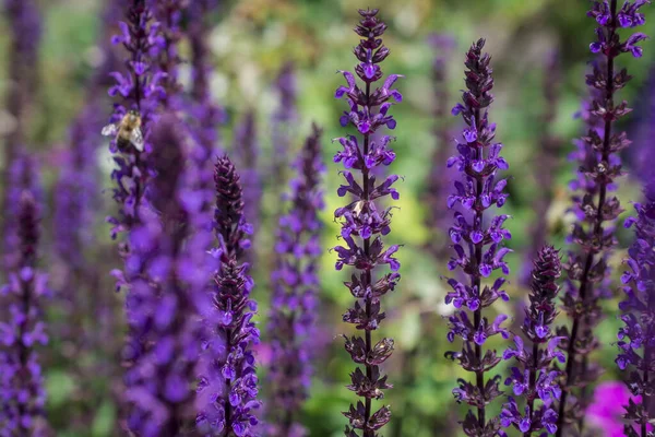 Violett Blomma Bakgrund Från Salvia Nemorosa — Stockfoto