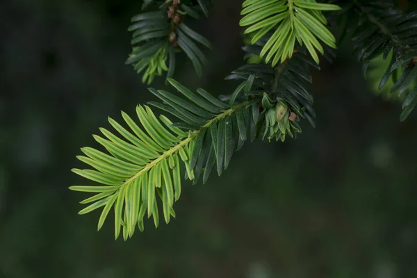 Beautiful Fresh Green Pine Needles Natural Backgrond — ストック写真