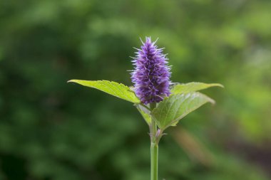 Nane Şekeri - Mentha baharat - bitkiler