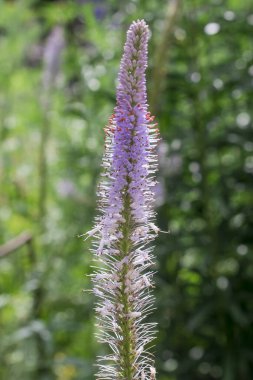 Nane Şekeri - Mentha baharat - bitkiler