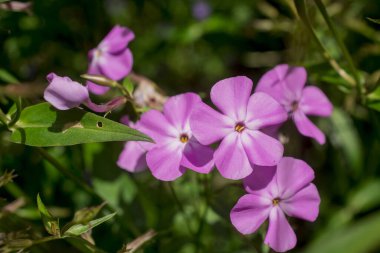 Büyük bir ustanın yakın çekimi - astrantia büyük çiçekler