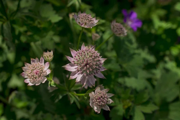 Zbliżenie Wielkiego Dziurawca Astrantia Głównych Kwiatów — Zdjęcie stockowe