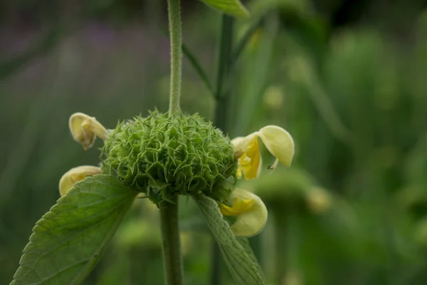 Isolated Jerusalem Sage Plant Phlomis Fruticosa — Zdjęcie stockowe