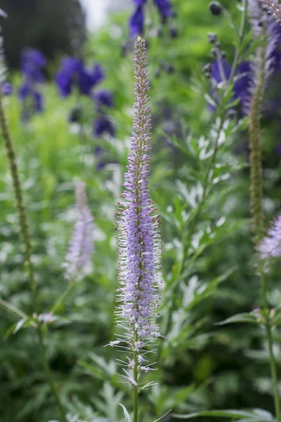 Spearmint Plant Mentha Spicata Herbs — Stock Photo, Image