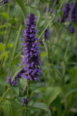 Spearmint Plant - Mentha spicata - herbs