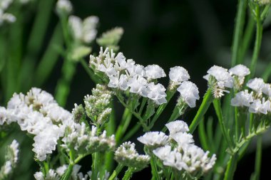 Soluk sarı yıllık istatistik sapı Limonyum sinuat