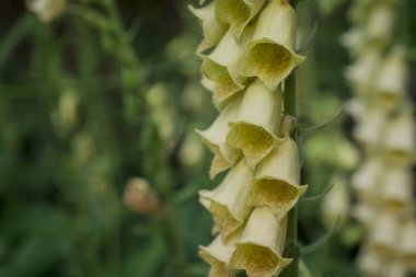 Bahçedeki beyaz nadir ve ölümcül yüksükotu çiçekleri (digitalis)