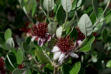 Callistemon çiçeğinin yükselen ereksiyonlarının yakın plan görüntüsü