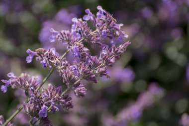 Bahçedeki büyük bir kedi nanesi grubu Nepeta kataryası