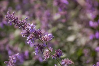 Bahçedeki büyük bir kedi nanesi grubu Nepeta kataryası