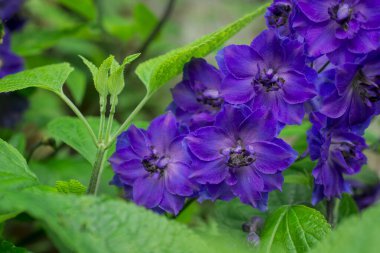 Güneşli bir günde bahçede yetişen mavi dezenyum.