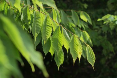 tatlı taze bahar yeşil yaprak