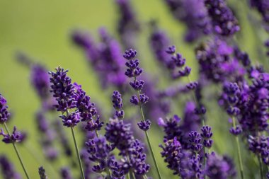 Yaz bahçe closeup büyüyen lavanta