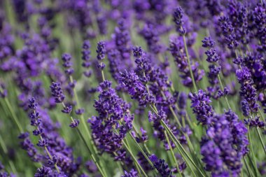 Yaz bahçe closeup büyüyen lavanta