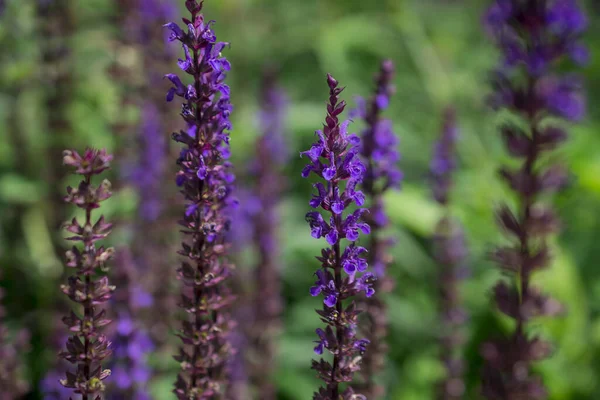 Violett Blomma Bakgrund Från Salvia Nemorosa — Stockfoto