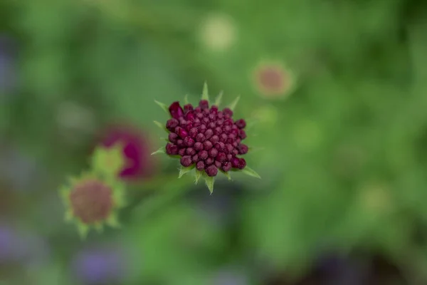 Närbild Lila Blå Vildmarksblomma Knautia Arvensis — Stockfoto