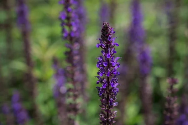 Lila Virág Háttér Salvia Nemorosa — Stock Fotó