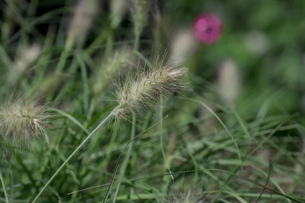 Beautiful Image Ornamental Grass African Foxtail Cenchrus Cil — Stock fotografie