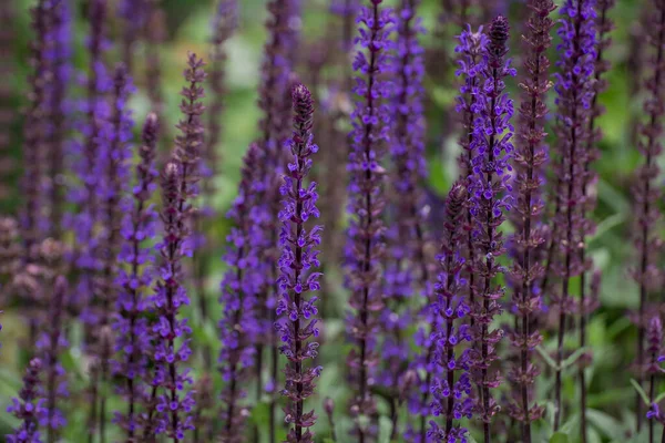 Lila Virág Háttér Salvia Nemorosa — Stock Fotó