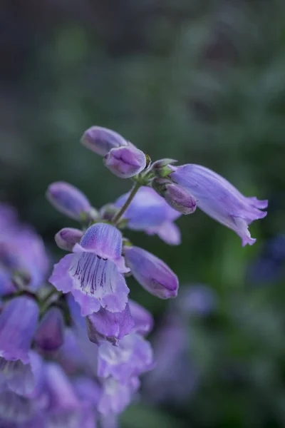 Białe Rzadkie Zabójcze Kwiaty Foxglove Digitalis Ogrodzie — Zdjęcie stockowe