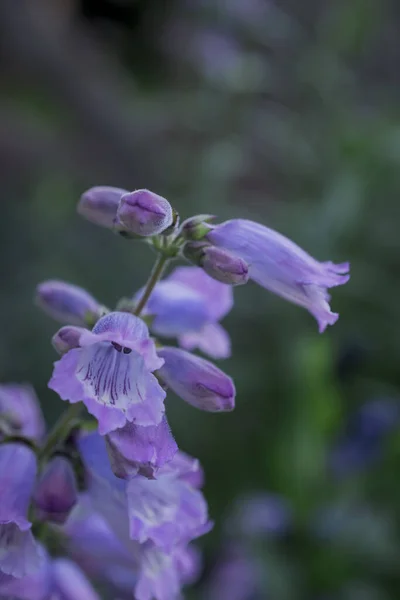 White Rare Deadly Foxglove Flowers Digitalis Garden — Stockfoto