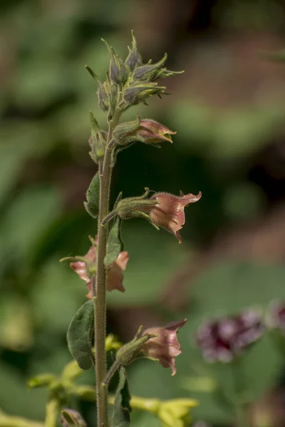 White Rare Deadly Foxglove Flowers Digitalis Garden — 스톡 사진