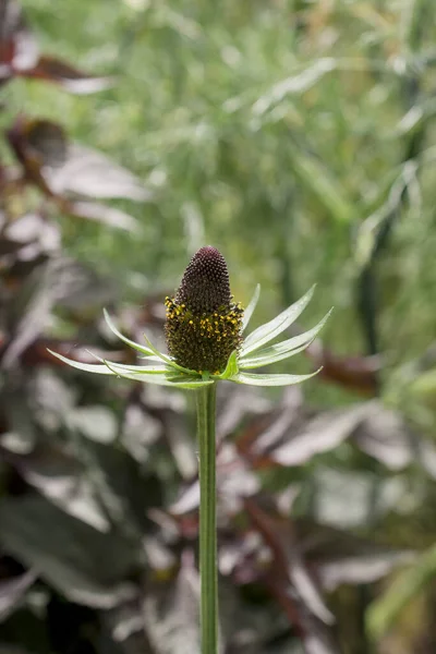 Rudbeckia Fulgida Orange Coneflower Perennial Coneflower — Stockfoto