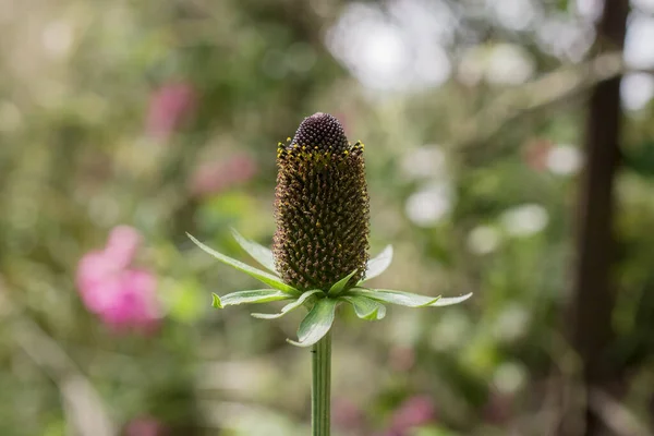 Rudbeckia Fulgida Orange Coneflower Perennial Coneflower — ストック写真