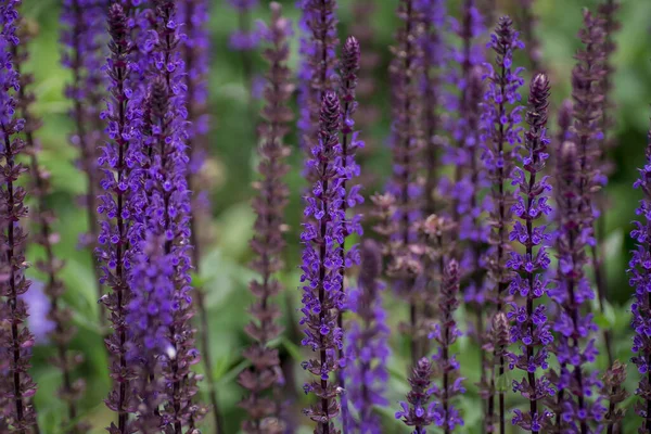 Fondo Flor Violeta Salvia Nemorosa — Foto de Stock