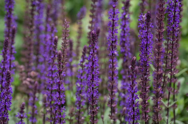 Fondo Flor Violeta Salvia Nemorosa — Foto de Stock