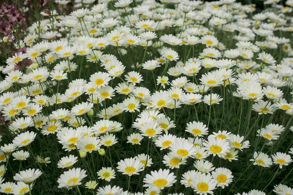 草原上的野生洋甘菊 与浅景深的照片 — 图库照片