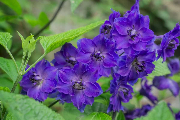 Blue Delphinium Growing Garden Sunny Day — Stockfoto