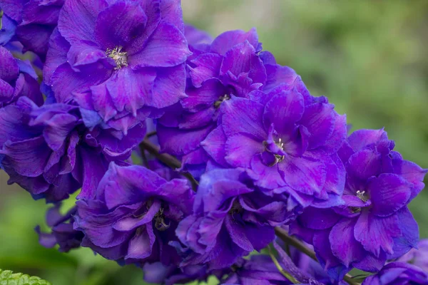 Blue Delphinium Growing Garden Sunny Day — Stok fotoğraf
