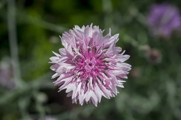 Purple Blue Pink Wildlife Cornflowers Knautia Arvensis — Stock Photo, Image