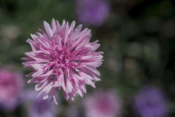 Purple Blue Pink Wildlife Cornflowers Knautia Arvensis — Fotografia de Stock
