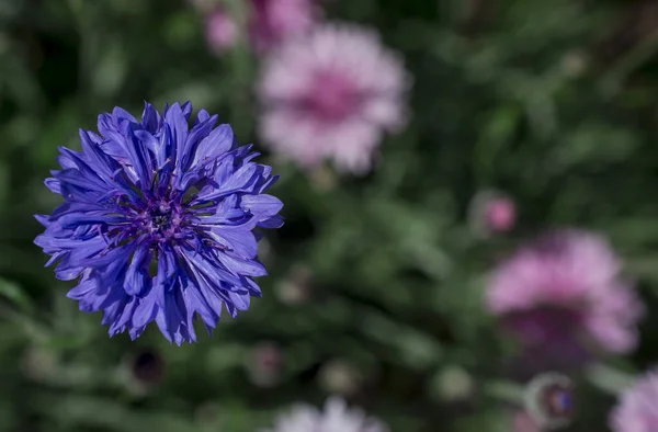 Purple Blue Pink Wildlife Cornflowers Knautia Arvensis — Stockfoto
