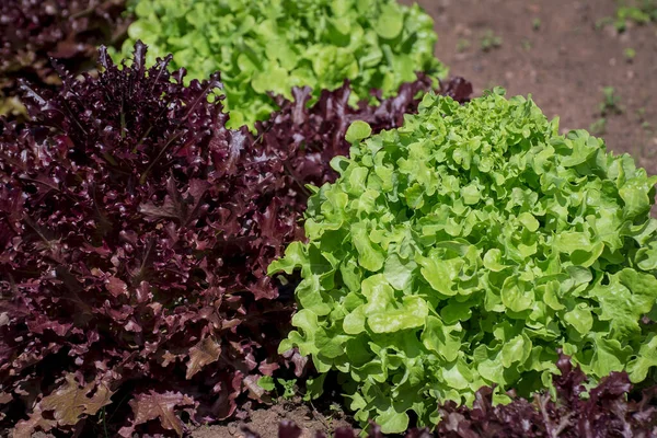 Fresh Green Leaf Lettuce Plant Farm — ストック写真