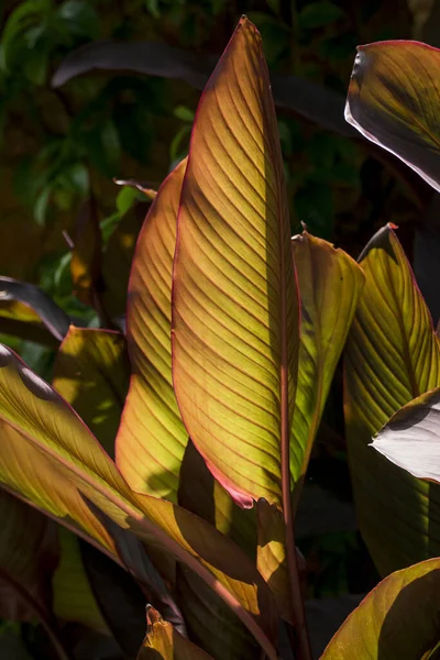 Leaves Canna Sunny Day Approach — Photo