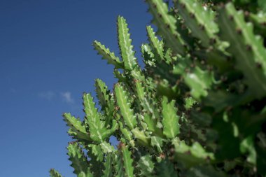 Euphorbia resinifera cactus with blue sky