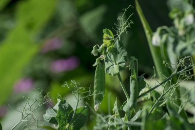 Closeup image of sugar black  snap peas growing in the garden