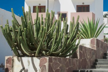 Euphorbia resinifera cactus with blue sky