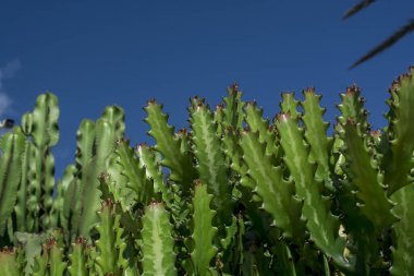Euphorbia resinifera cactus with blue sky