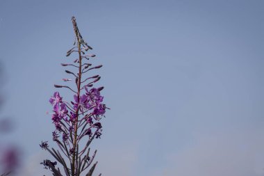 Rosebay willowherb or Epilobium angustifolium, purple wildflower