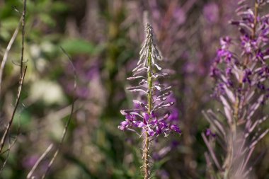 Rosebay willowherb or Epilobium angustifolium, purple wildflower