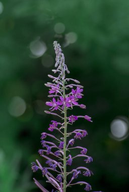 Rosebay willowherb or Epilobium angustifolium, purple wildflower